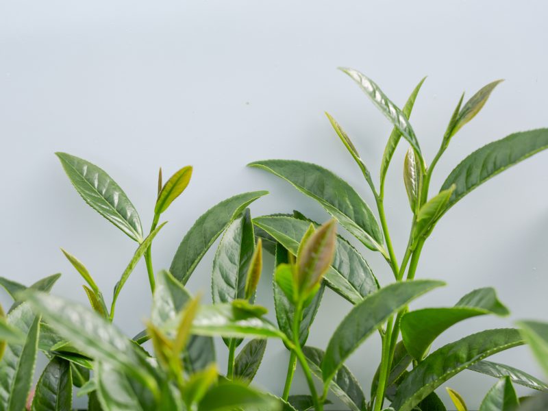 Green Tea Leaf Background In Tea Plantations. Green tea leaf background in tea plantations.