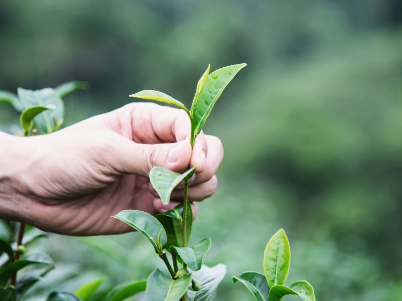 Man Harvest Pick Fresh Green Tea Leaves High Land Tea Field Chiang Mai Thailand (1) Man harvest / pick fresh green tea leaves at high land tea field in Chiang Mai Thailand - local people with agriculture in high land nature concept