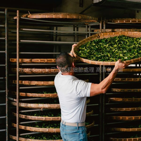鄉谷茶園 （高清參考圖） 55