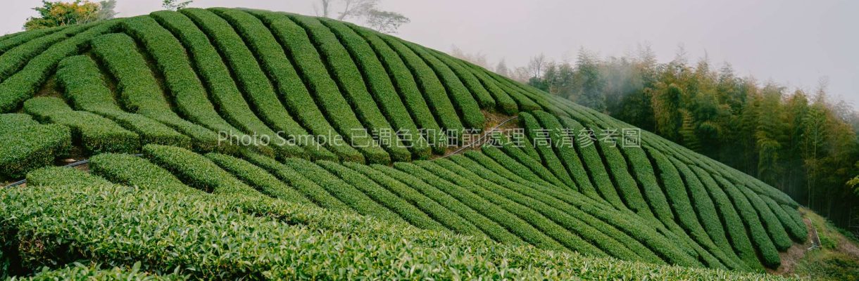 鄉谷茶園 （高清參考圖） 8